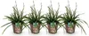 GreenboutiQ - Ziergräser - Carex morrowii Irish Green - Produktbild-Vorschau 1