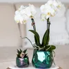 Kolibri Orchids weiße Phalaenopsis-Orchidee Amabilis Produktbild-Vorschau 16