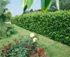 Prunus laurocerasus 'Caucasica', Kirschlorbeer, immergrün, Produktbild-Vorschau 7