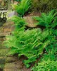 Dryopteris filix-mas, Wurmfarn, ca. 9x9 cm Topf Produktbild-Vorschau 8