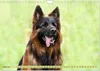 Altdeutsche Schäferhunde - Traumhafte Schäferhunde Produktbild-Vorschau 6