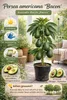 Avocatier « Bacon » 120–160 cm en pot – Avocatier pour Voir les images du produit 2