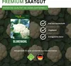 Blumenkohl Erfurt Samen - Brassica oleracea - Produktbild-Vorschau 8