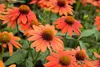 A close-up view of several bright orange coneflower blooms with green foliage in the background. Produktbild-Vorschau