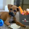 Aufbewahrungskorb "Hundekopf" Hundespielzeug Aufdruck Produktbild-Vorschau 3