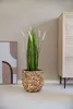 VIVANNO Pot de fleurs jacinthe d'eau WILD cube, naturel Voir les images du produit 2