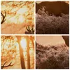 Bild auf Leinwand - Leinwandbild - Deer Heidekraut Tier - Produktbild-Vorschau 8