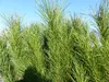 Pinus Pinea Mittelmeerkiefer 180 cm Pinie Kiefer Stamm Produktbild-Vorschau 3
