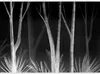 Vlies Fototapete - Noise of the forest at night - Produktbild-Vorschau 5