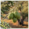 Grüne Oliven am Baum im Olivenhain Produktbild-Vorschau