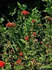 6 x Lychnis chalcedonica - Světlý hvozdík - květináč 9 x 9 Náhled obrázku produktu 2