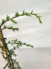 Cedrus libani ‘Glauca Pendula’ Blaue Hänge-Libanon-Zeder Produktbild-Vorschau 2