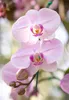Close-up of pink orchids with buds. Produktbild-Vorschau