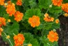 Stauden Gänge 10 x Geum coccim 'Koi' - Orangerotblühender Produktbild-Vorschau 7