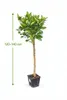 Arancio Citrus Sinensis Valencia 120-140 cm - arancio per Anteprima dell’immagine prodotto 2