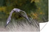 MuchoWow® Poster Ein Bussard im Tiefflug über herbstlich Produktbild-Vorschau 1