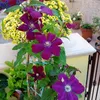 A close-up of purple clematis flowers with yellow chrysanthemums in the background. Produktbild-Vorschau