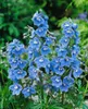 Delphinium x bellad. 'Cliveden Beauty', Rittersporn, blau, Produktbild-Vorschau 1