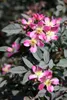 Rosa glauca, Rotblattrose, 40–60 cm Produktbild-Vorschau 5