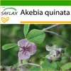 SAFLAX - čokoládové víno - Akebia quinata - 10 Semená - S Náhľad obrázku produktu 9