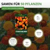 Studentenblumen Bonita Mischung Samen - Tagetes patula - Produktbild-Vorschau 3