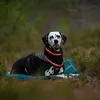 Non-stop dogwear Hundejacke Trekking Fleece Jacket Produktbild-Vorschau 2