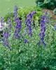 Aconitum napellus, Eisenhut, tiefblau, ca. 11x11 cm Topf Produktbild-Vorschau 2
