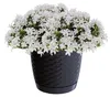 Prosperplast Blumentopf - Kunststoff - anthrazit - D14,5 x Produktbild-Vorschau 6