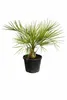 Geleepalme Butia capitata winterhart 80–100 cm Kübelpflanze Produktbild-Vorschau 4