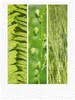 Calvendo Natural Trios - Grüne Blätter 1000 Teile Puzzle Produktbild-Vorschau 3