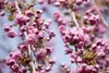 Prunus serrulata 'Kiku-shidare-zakura', Hängende Kirsche, Produktbild-Vorschau 4