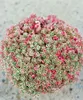 Sedum kamtschaticum, Fetthenne, gelb, ca. 9x9 cm Topf Produktbild-Vorschau 10