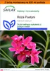 SAFLAX - Garden in the bag - Róża Pustyni - 8 Nasiona - Z Podgląd zdjęcia produktu 1