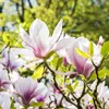 Magnolia George Henry Kern 2L Podgląd zdjęcia produktu 4