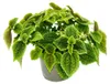 Rostlina „kanonýr“ – Pilea involucrata Moon Valley – Náhled obrázku produktu 1