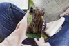 MuchoWow® Handyhülle Schutzhülle Hülle für iPhone 12 Pro Produktbild-Vorschau 3