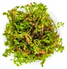 Aquarium Pflanze Rotala rotundifolia 'Blood Red' Tropica Produktbild-Vorschau 3