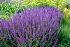 Stauden Gänge 3 x Salvia sylvestris 'Mainacht' im 1 Liter Produktbild-Vorschau 2