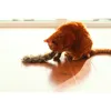 An orange cat is playing with a toy ferret on a wooden floor near a window. Produktbild-Vorschau