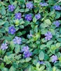BALDUR Garten 18x Winterharter Bodendecker Vinca minor Produktbild-Vorschau 2