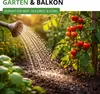 Stabtomaten Harzfeuer F1 Samen - Solanum lycopersicum - Produktbild-Vorschau 6