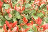 Photinia xfraseri - Robin červený - lesklý medlar vysoký Náhled obrázku produktu 4