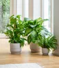 Dehner Übertopf Kim, konischer Blumentopf, handgefertigt, Ø Produktbild-Vorschau 2