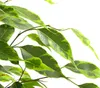 Dehner Birkenfeige Forever, Ficus benjamina, im Sortenmix, Produktbild-Vorschau 3