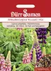 Staudenlupine Russell Mix | Staudenlupinensamen von Dürr Produktbild-Vorschau 3