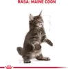 Royal Canin Maine Coon Kitten, Kocięta, Maine Coon, Drób, Podgląd zdjęcia produktu 2