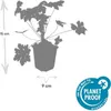 Geranium macr. 'Ingwersen's Var.' - Bodendecker - Produktbild-Vorschau 3