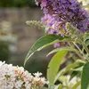 x1 Buddleja davidii 'Tricolor' P17 H40 Produktbild-Vorschau 5