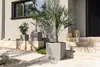 LECHUZA-Macetas CUBE Cottage 50, color arena | Maceta con Vista previa de la imagen del producto 20