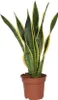 Langue de belle-mère - Sansevieria trifasciata Laurentii - Voir les images du produit 1